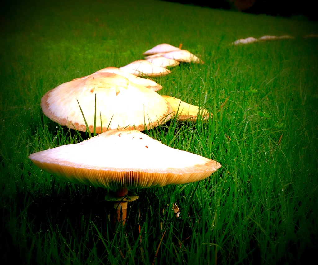 More mushrooms! by tara11