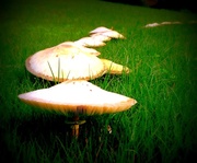 8th Jul 2013 - More mushrooms!