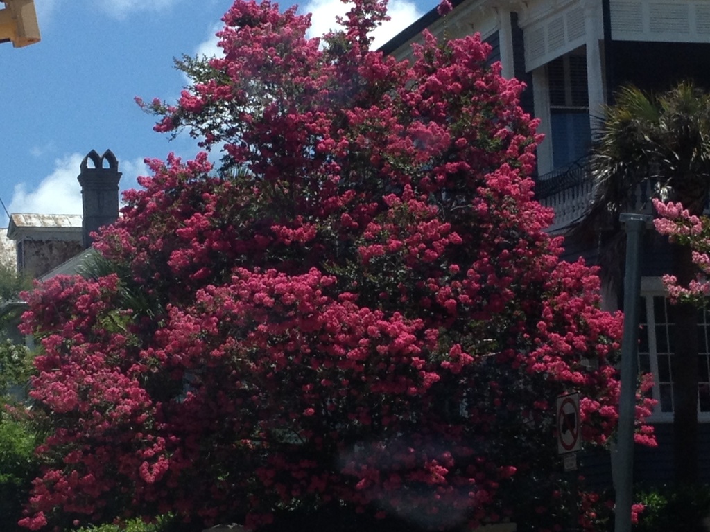 Our numerous crape myrtles have been especially magnificent in bloom this summer with the abundance of rain. by congaree