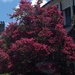 Our numerous crape myrtles have been especially magnificent in bloom this summer with the abundance of rain. by congaree
