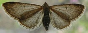 9th Jul 2013 - Moth or Butterfly?