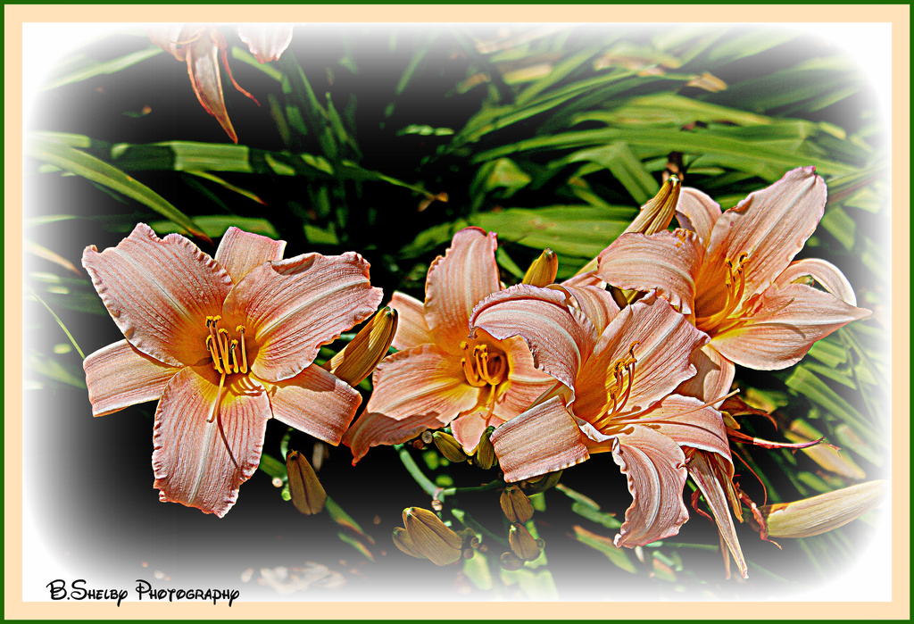 HDR Lilies by vernabeth