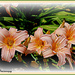 HDR Lilies by vernabeth