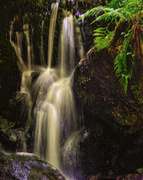 29th Jun 2013 - Waterfall In the Redwoods 