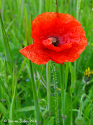 9th Jul 2013 - Summertime Sights / Day 9: Lone Poppy.