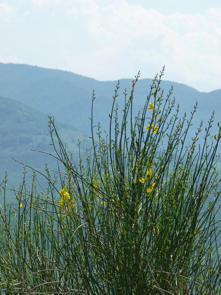 Wild Broom against the Pyrenees by lellie