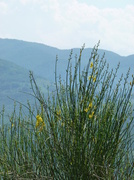 9th Jul 2013 - Wild Broom against the Pyrenees