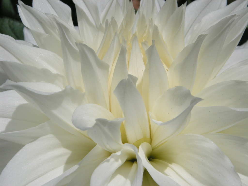 Swan Flower by pasadenarose