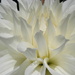 Swan Flower by pasadenarose