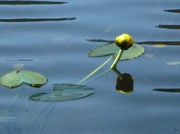 9th Jul 2013 - Water Lily