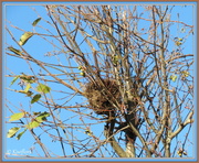 10th Jul 2013 - Bird's nest
