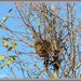 Bird's nest by kiwiflora