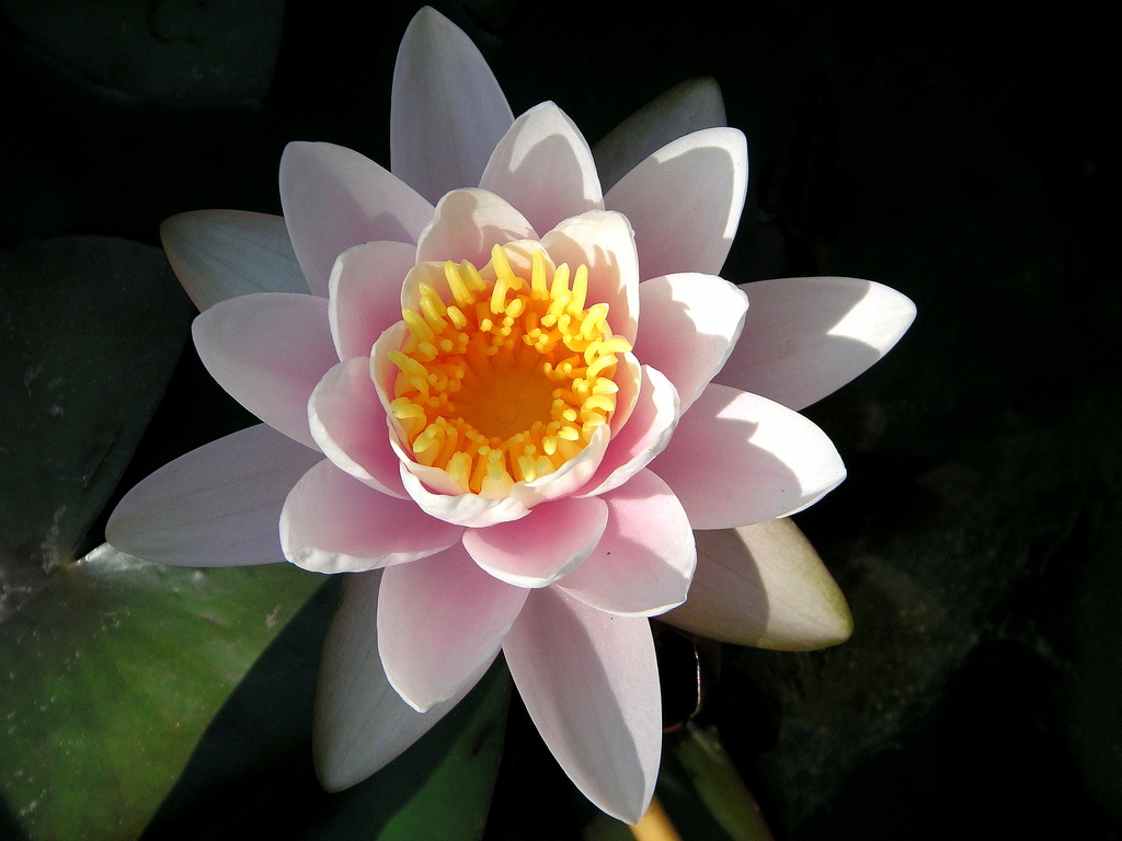Water Lily by pasadenarose