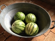 5th Jul 2013 - Water melons