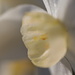 Daffodil delicacy  by sugarmuser
