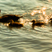 Glowing Ducks by myhrhelper