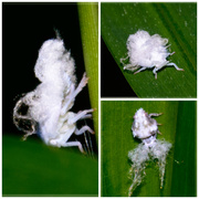 9th Jul 2013 - Tiny white fluffy bug! It is a Fluffy Planthopper nymph