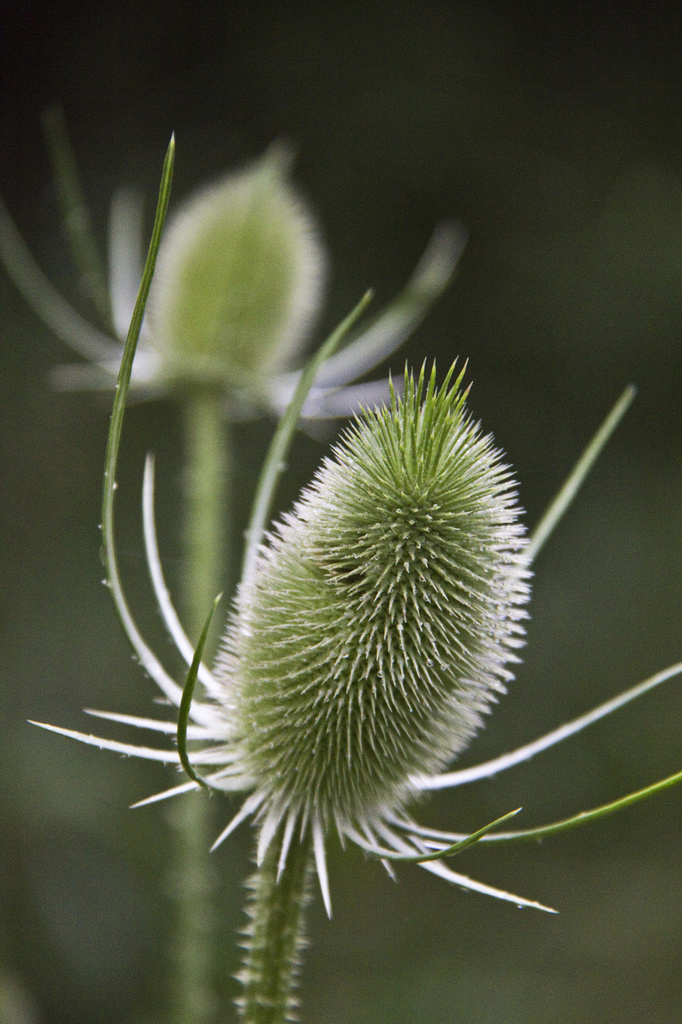 Ontario Wild Teasel by pdulis