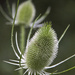 Ontario Wild Teasel by pdulis
