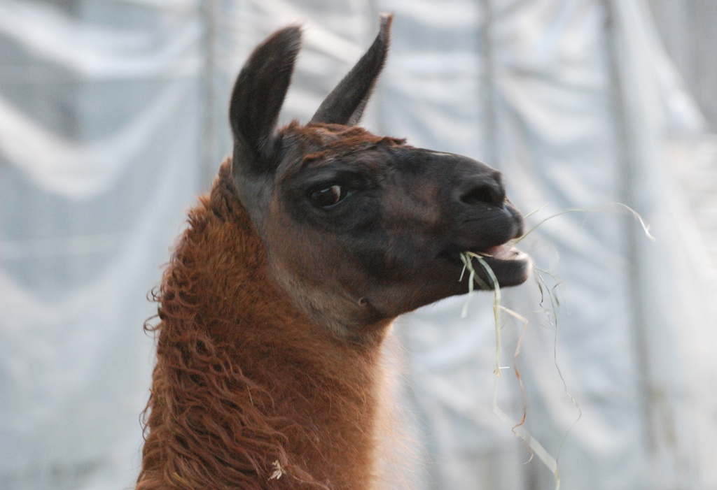 Oh noo!! Here she comes with a camera, again! by farmreporter