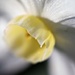 Dainty Daffodil by sugarmuser
