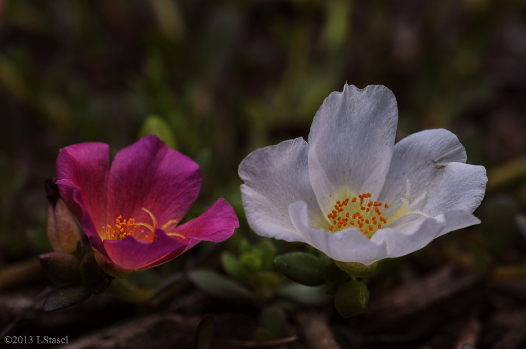 Moss Roses by lstasel