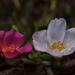 Moss Roses by lstasel