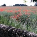 Poppy Field in the Cotswolds by g3xbm