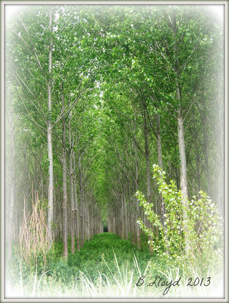 Tunnel of trees (edit 1) by beryl