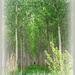 Tunnel of trees (edit 1) by beryl