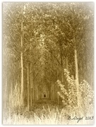 10th Jul 2013 - Tunnel of trees (edit 2) --jul13 words---Sepia