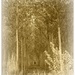 Tunnel of trees (edit 2) --jul13 words---Sepia by beryl