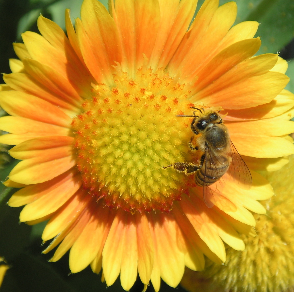 Bee Happy by pasadenarose