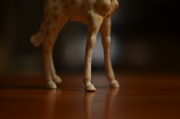 10th Jul 2013 - Giraffe