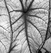 21st Jun 2013 - Caladium in B&W