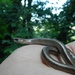 slow worm by roachling