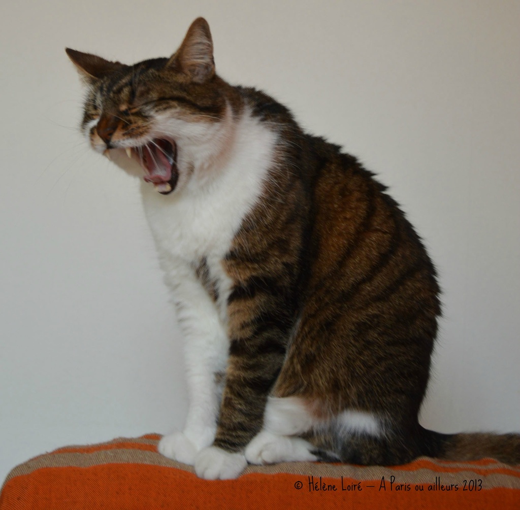 yawn #2 by parisouailleurs