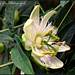 Passion Flower  by tonygig