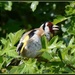 Goldfinch sunning himself by rosiekind