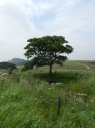 10th Jul 2013 - Ramshaw Tree