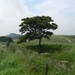 Ramshaw Tree by roachling