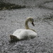 Swan having Fun by daffodill