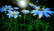 10th Jul 2013 - Back Lit Dog Poop Daisies