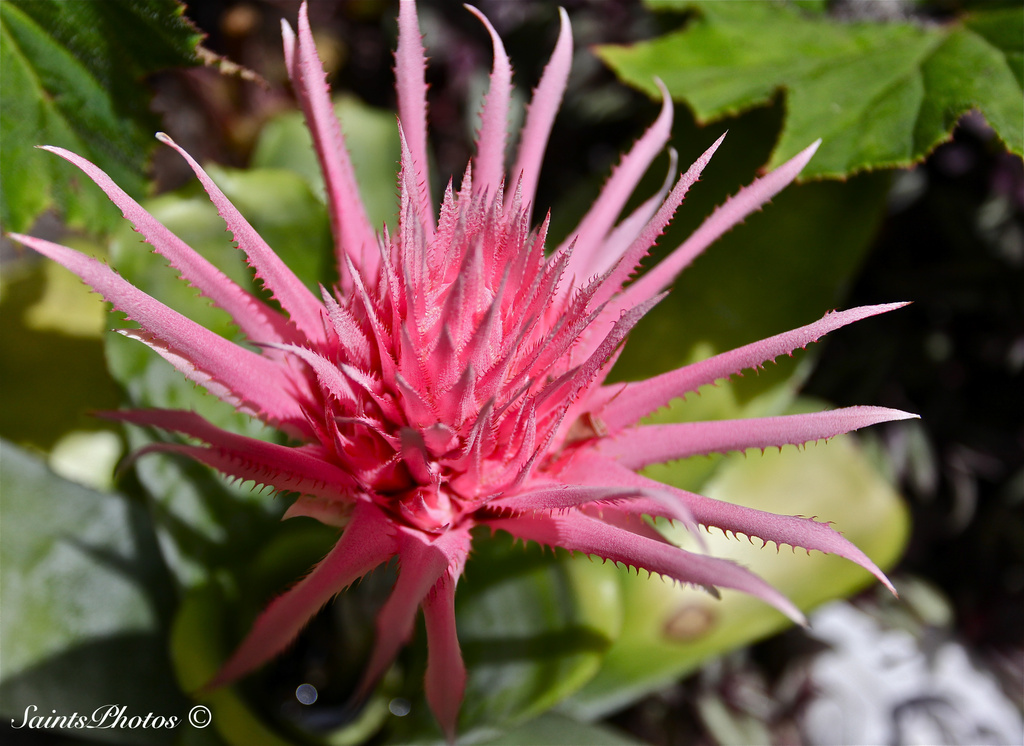 Bromelaid Bloom by stcyr1up