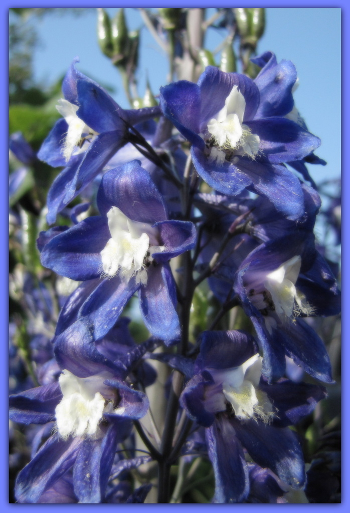 Delphiniums  by busylady