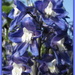 Delphiniums  by busylady