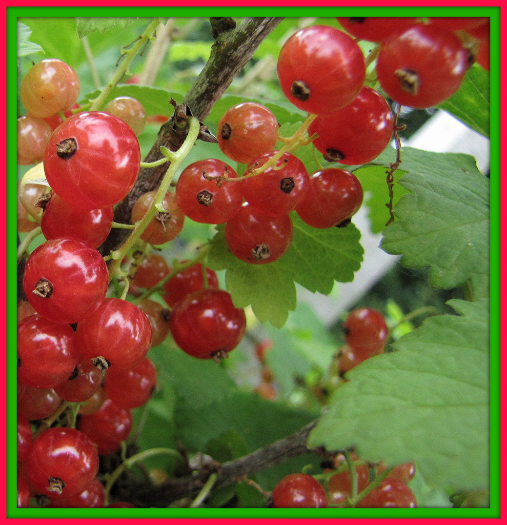 Redcurrants by busylady