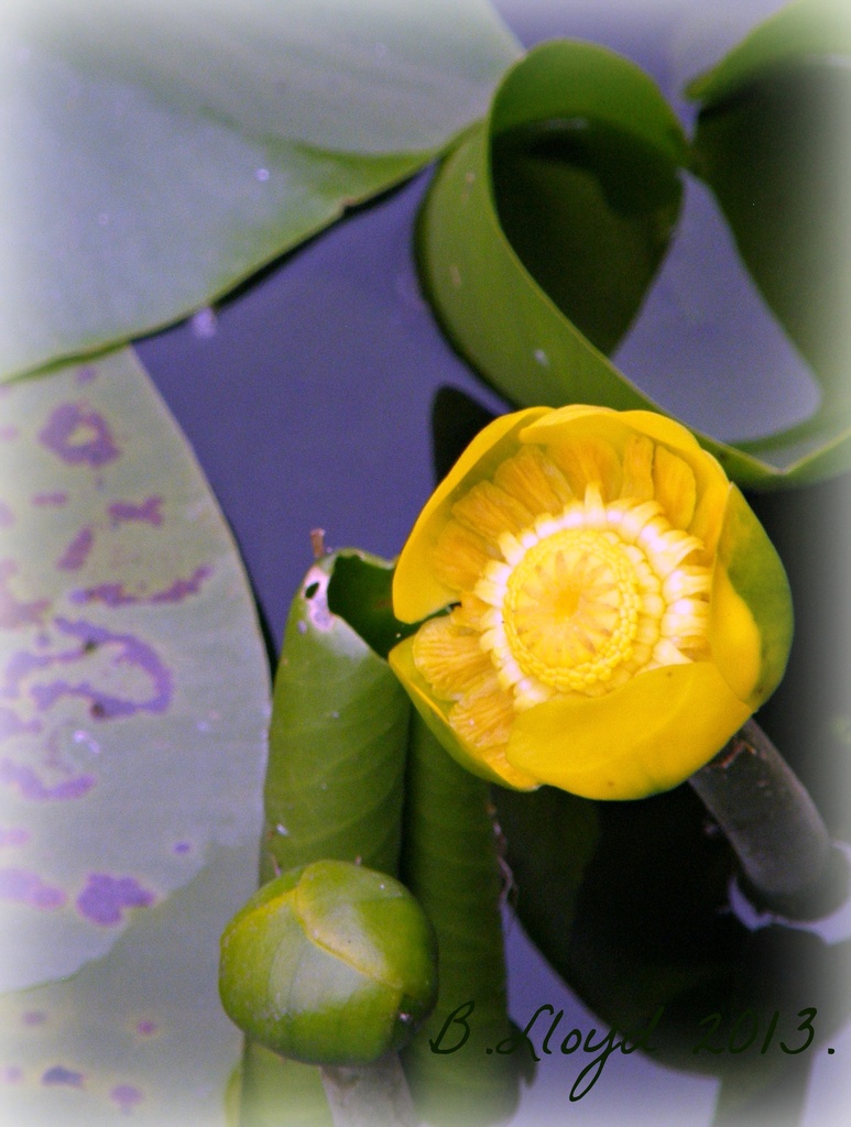 water lily  by beryl