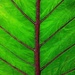 Leaf Tree by sbolden