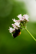 10th Jul 2013 - Bumblebee on flower